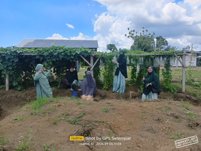 Panen Perdana Muslimat Hidayatullah Papua, Wujudkan Ikhtiar Ketahanan Pangan Keluarga